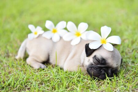 Cute puppy Pug sleeping in green lawn with flowerの写真素材