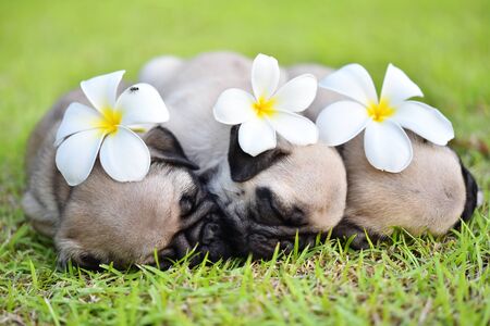 Cute puppy Pug sleeping in green lawn with flowerの写真素材