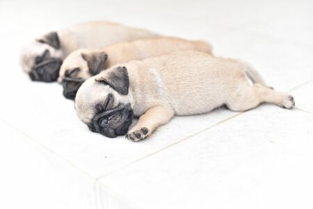 Cute puppy Pug sleeping in front of house after eat feedの写真素材