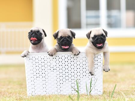 Cute puppies brown Pug playing with white bucketの写真素材