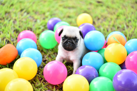 Cute puppy brown Pug with colorful ball in green lawn