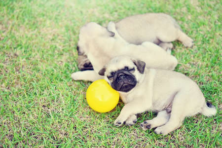 Sleeping Pug, little cute brown Pug sleeping together in green lawnの写真素材
