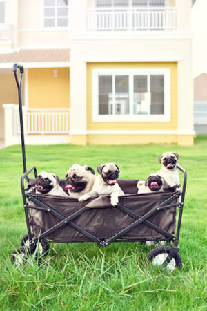 Happy Pug family, Cute Pug family playing together in truckの写真素材