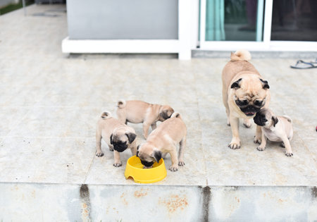 Cute puppies brown Pug scramble to eat feed in dog bowlの写真素材
