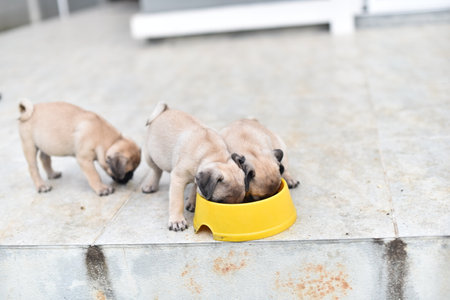 Cute puppies brown Pug scramble to eat feed in dog bowlの写真素材
