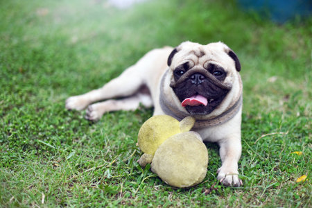 Lonely cute brown Pug lie down on green lawnの写真素材