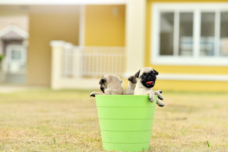 Cute puppies brown Pug playing together in green bucketの写真素材