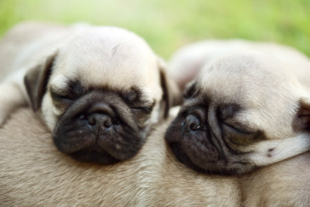 Two cute pugs sleeping on the grass. Close-up.の写真素材