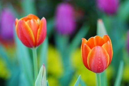  Tulip in Chiang Maiの写真素材