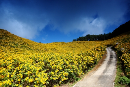 Lanna Flowersの写真素材