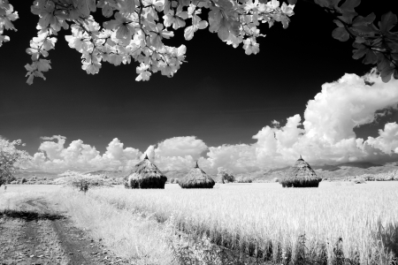 Strawの写真素材