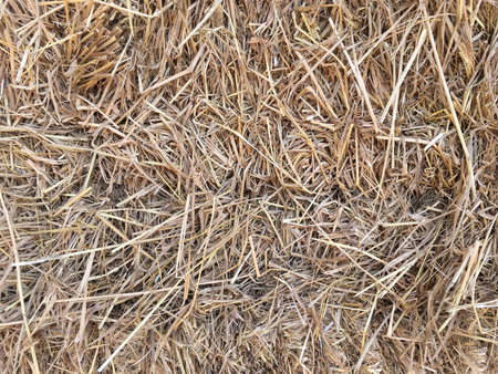 Hay
