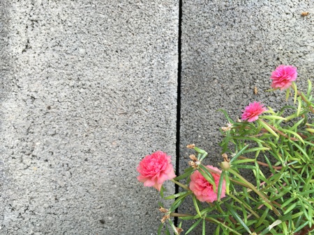 Pink flowerの素材