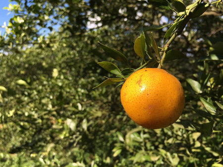 Orange tree with fruit