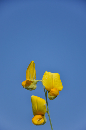 Crotalaria Juncea flowerの写真素材