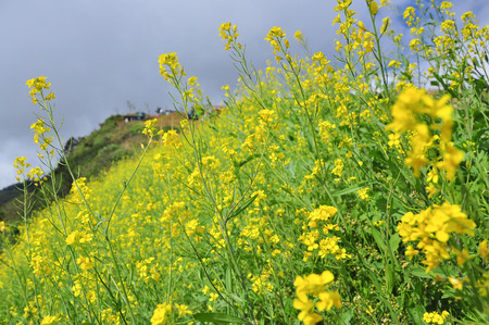 yellow flower field in summerの写真素材