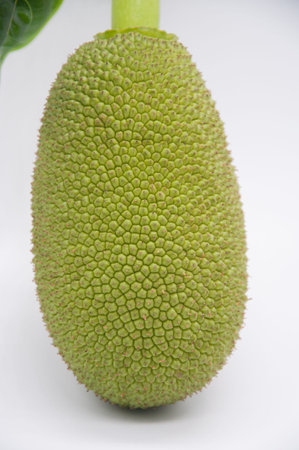 jackfruit isolated on white background