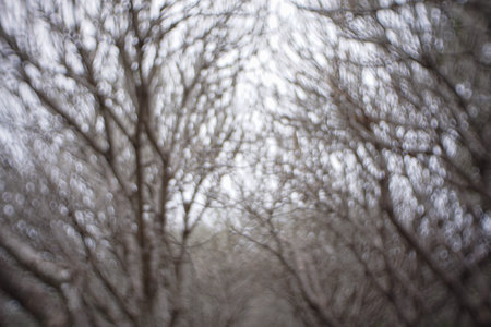 blurry tree without leaves