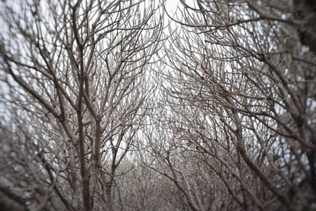 branches of trees from Nan Province,Thailandの写真素材