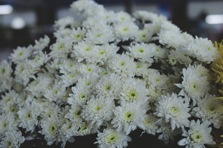 White flower bush  Natural blur background