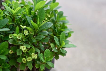 Small leaves green in the pot put in front of the houseの素材