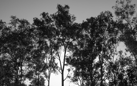 jungle and skyの写真素材