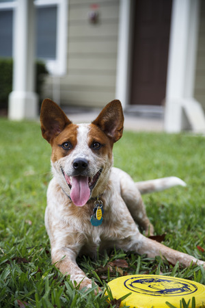 Happy dogのeditorial素材