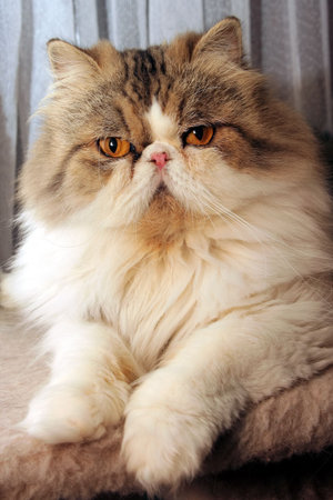 A persian cat poses for photoの写真素材