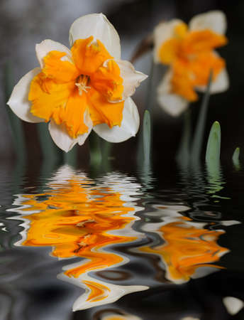 Daffodils with reflection in waterの写真素材