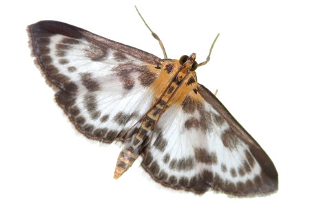 Beautiful butterfly on white backgroundの写真素材