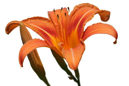 Beautiful orange lily on whiteの写真素材