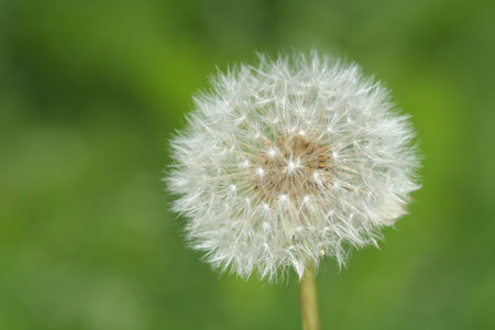 White dandelion on green meadow