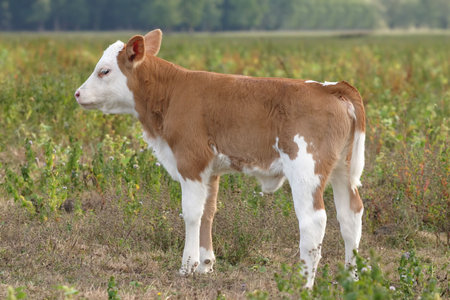 Cute young  calf on meadowの写真素材