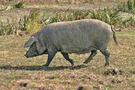 Domestic pig on a meadowの写真素材