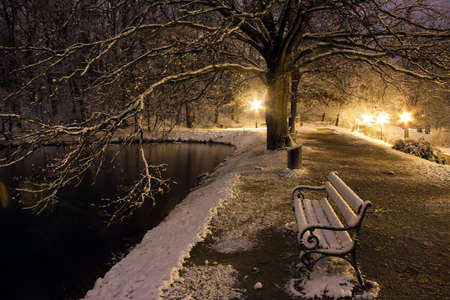 Bench and tree at nightの写真素材