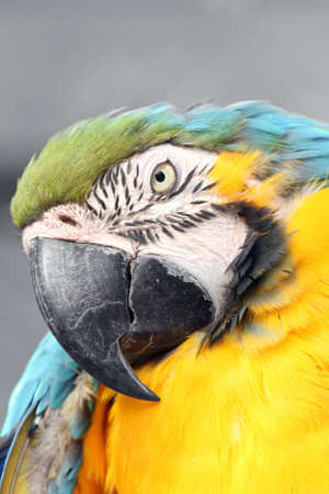 Close up portrait of macawの写真素材