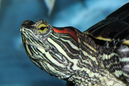 Trachemys scripta elegans close up
