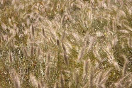 Grass background in autumn time