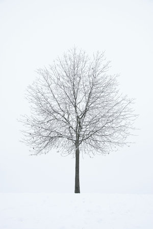 Lonely leafless tree under snow