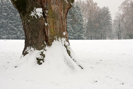 Tree under snow in forestの写真素材