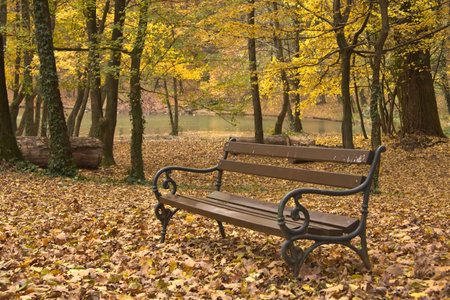 Beanch in forest at autumnの写真素材