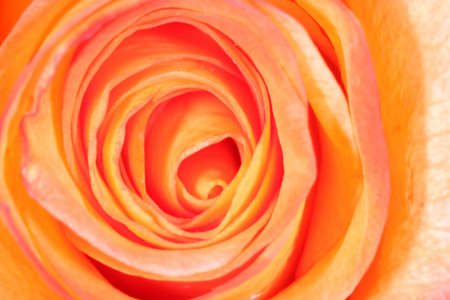 Macro of beautiful red roseの写真素材