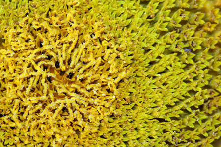 Abstract background of sunflower pollenの写真素材