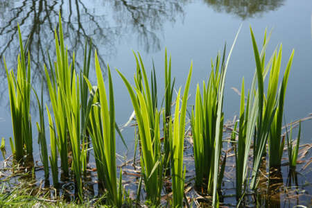 Leafs emerging from calm lake の写真素材