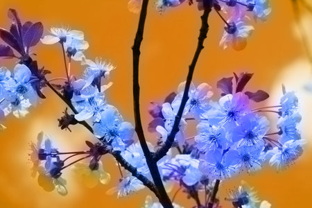 Beautiful blue flowers on branchの写真素材