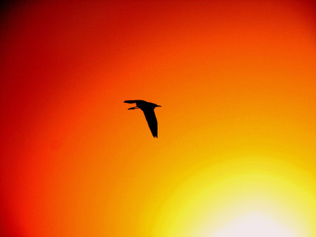 Soaring high above the mighty sun...の写真素材