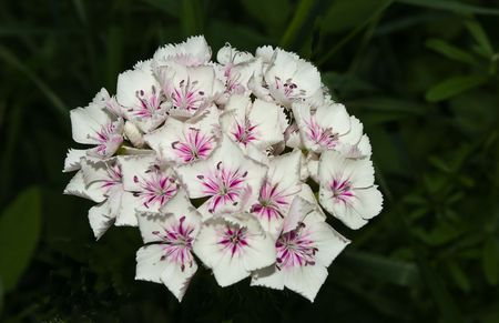 Flower in the garden at homeの写真素材