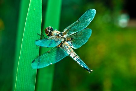 Beautiful and delicate insect - dragonfly.の写真素材
