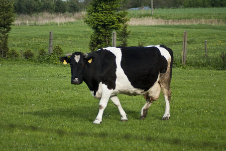 Cow pasture