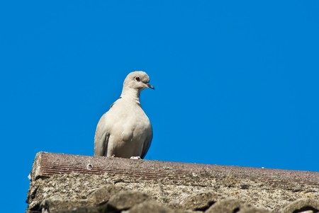 Wild pigeonの写真素材